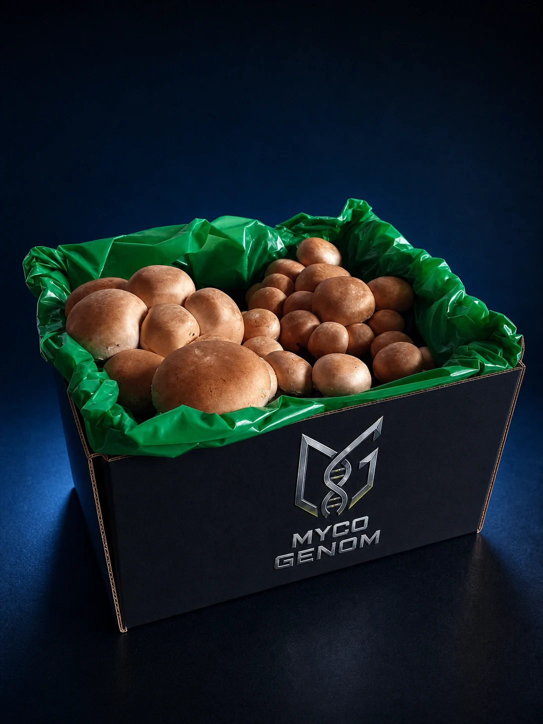 Brown Button Mushroom ready-to-fruit mushroom growing block