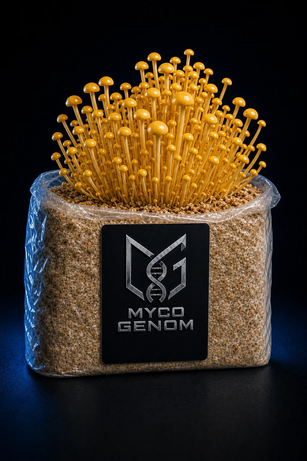 Golden Enoki ready-to-fruit mushroom growing block