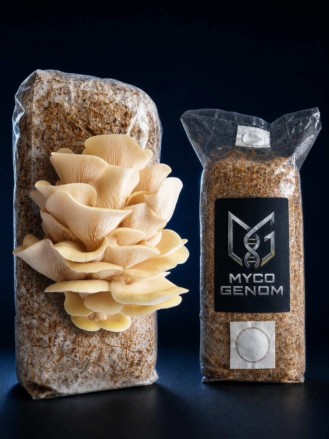 Golden Oyster ready-to-fruit mushroom growing block