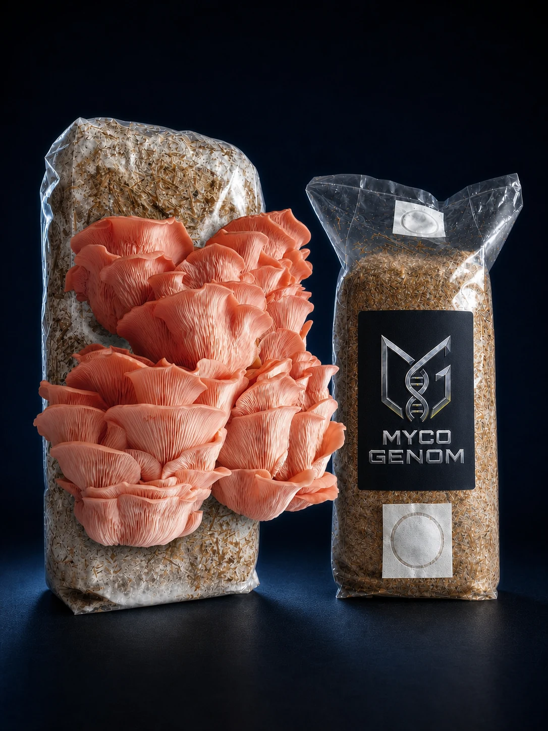Pink Oyster ready-to-fruit mushroom growing block