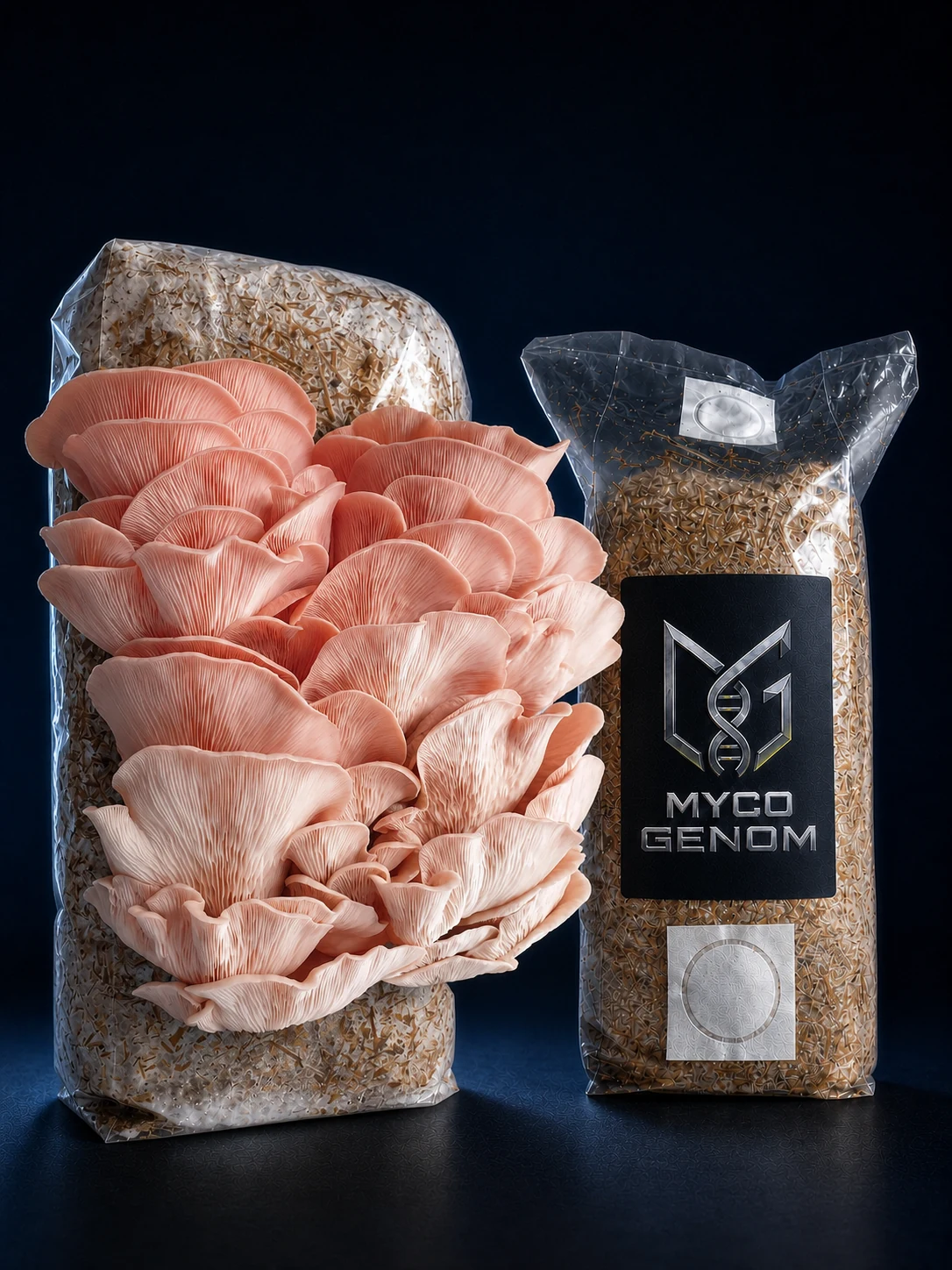 Sakura Oyster ready-to-fruit mushroom growing block